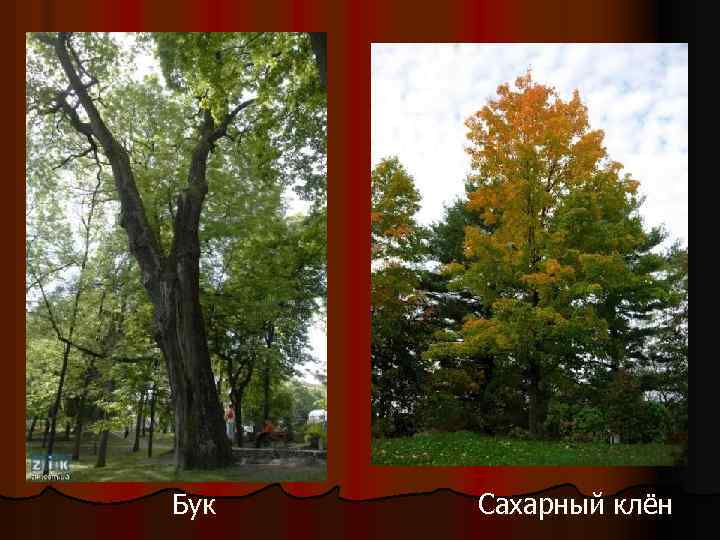 Бук Сахарный клён 