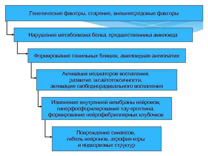 Генетические факторы, старение, внешнесредовые факторы Нарушение метаболизма белка, предшественника амилоида Формирование сенильных бляшек, амилоидная