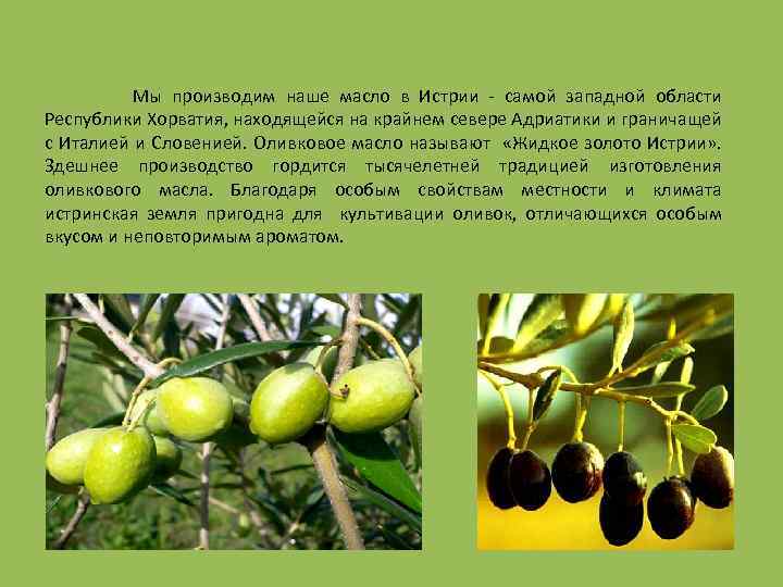 Мы производим наше масло в Истрии - самой западной области Республики Хорватия, находящейся на