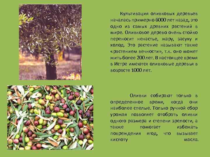 Культивация оливковых деревьев началась примерно 6000 лет назад, это одно из самых древних растений