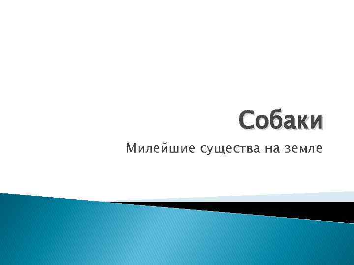 Собаки Милейшие существа на земле 