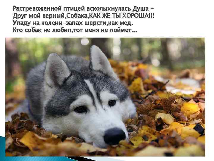 Растревоженной птицей всколыхнулась Душа Друг мой верный, Собака, КАК ЖЕ ТЫ ХОРОША!!! Упаду на