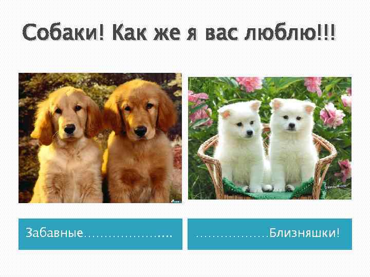 Собаки! Как же я вас люблю!!! Забавные………………. . ………………Близняшки! 