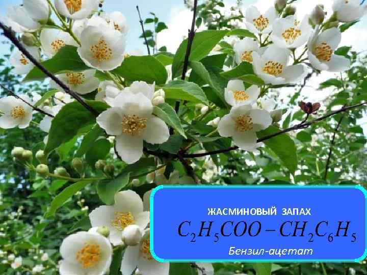 ЖАСМИНОВЫЙ ЗАПАХ Бензил-ацетат 