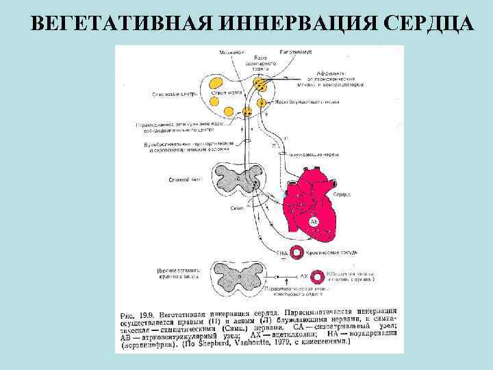 Вегетативная нервная система строение и функции