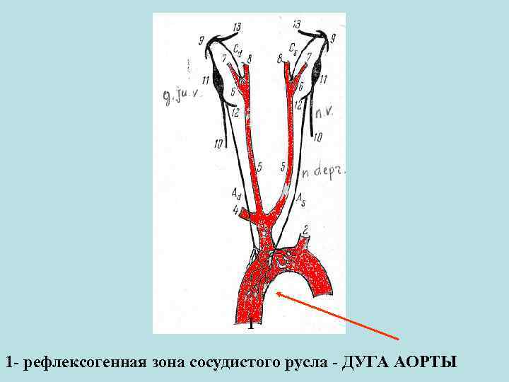 Рефлексогенные зоны сердца