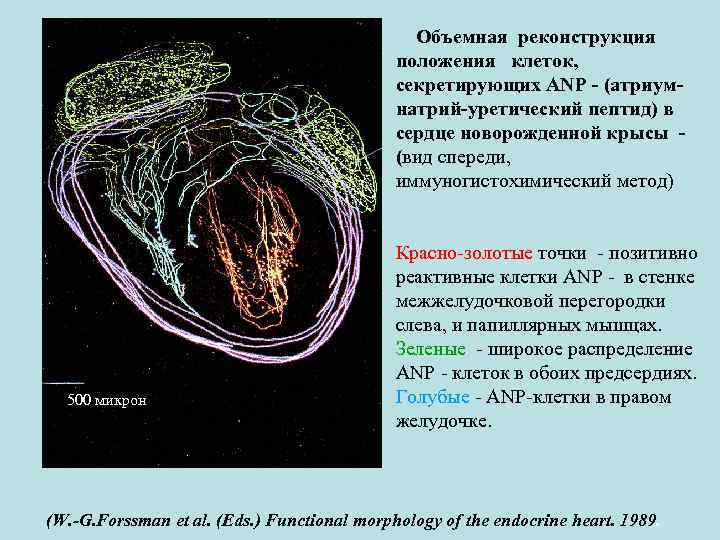 Объемная реконструкция положения клеток, секретирующих ANP - (атриумнатрий-уретический пептид) в сердце новорожденной крысы (вид