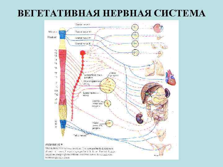 ВЕГЕТАТИВНАЯ НЕРВНАЯ СИСТЕМА 