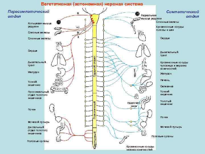 Как нервная система регулирует органы. Строение симпатической вегетативной нервной системы. ВНС иннервация внутренних органов анатомия. Вегетативная иннервация органов таблица.