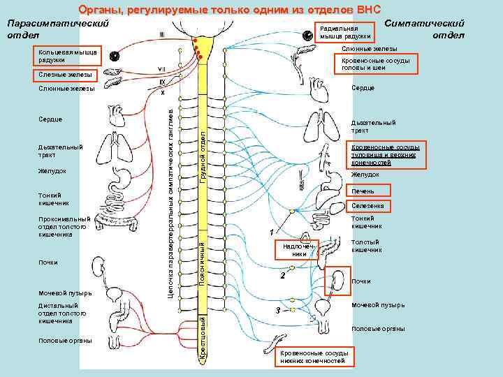 Внутренние органы регулирует. Иннервация вегетативной нервной системы таблица. Вегетативная нервная система иннервация органов таблица. Вегетативная иннервация органов головы и шеи таблица. Вегетативная иннервация органов таблица анатомия.