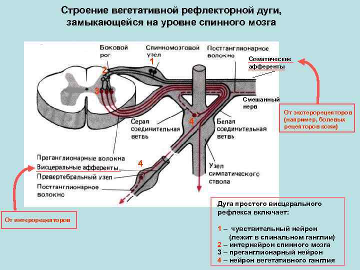 Рефлекторная дуга мозга