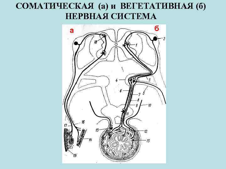 СОМАТИЧЕСКАЯ (а) и ВЕГЕТАТИВНАЯ (б) НЕРВНАЯ СИСТЕМА а б 