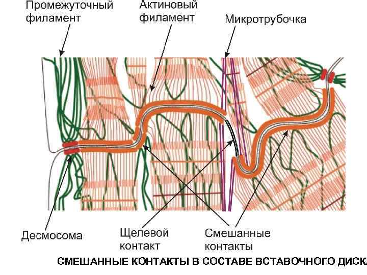 Схема соединения кардиомиоцитов вставочного диска