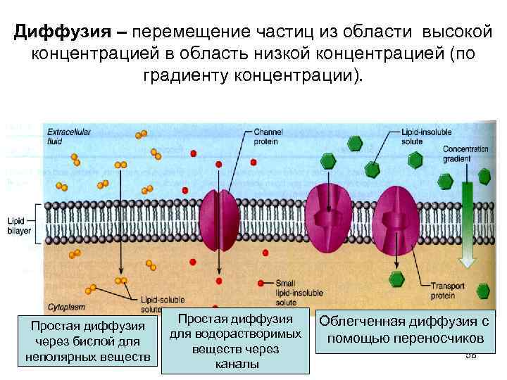 Диффузия по градиенту концентрации