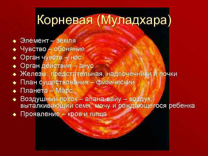 Корневая (Муладхара) u u u u u Элемент – земля Чувство – обоняние Орган