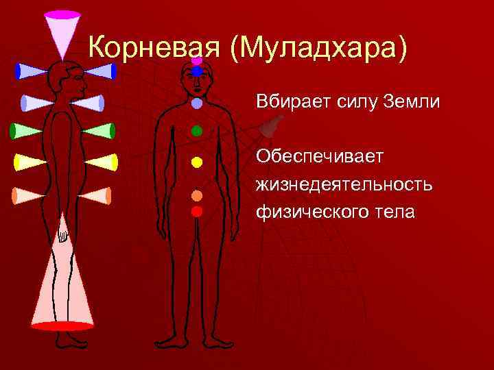 Корневая (Муладхара) Вбирает силу Земли Обеспечивает жизнедеятельность физического тела 