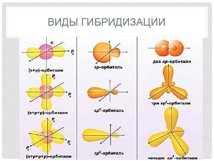 ВИДЫ ГИБРИДИЗАЦИИ 