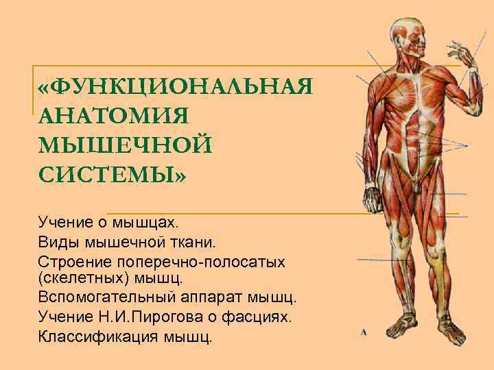 Мышечная система человека презентация