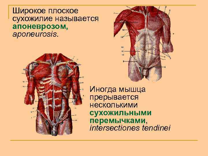 Широкое плоское сухожилие называется апоневрозом, aponeurosis. Иногда мышца прерывается несколькими сухожильными перемычками, intersectiones tendinei