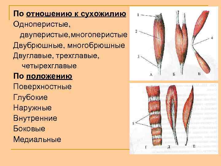 По отношению к сухожилию Одноперистые, двуперистые, многоперистые Двубрюшные, многобрюшные Двуглавые, трехглавые, четырехглавые По положению