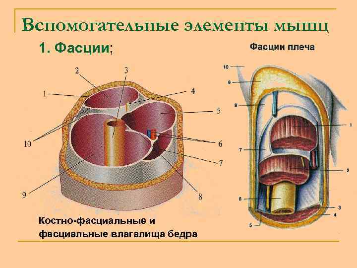 Вспомогательные элементы мышц 1. Фасции; Костно-фасциальные и фасциальные влагалища бедра 