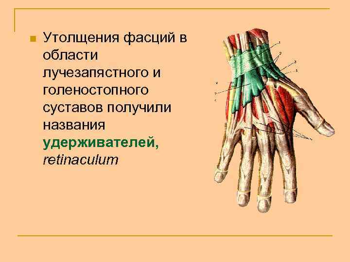 n Утолщения фасций в области лучезапястного и голеностопного суставов получили названия удерживателей, retinaculum 