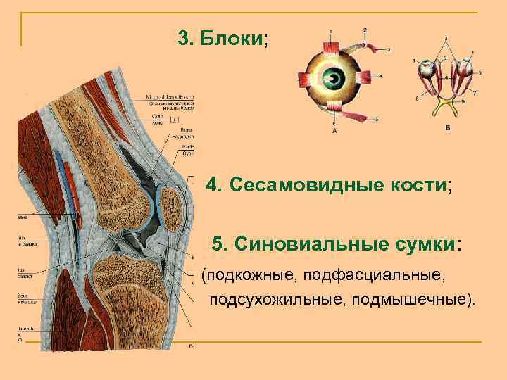 3. Блоки; 4. Сесамовидные кости; 5. Синовиальные сумки: (подкожные, подфасциальные, подсухожильные, подмышечные). 