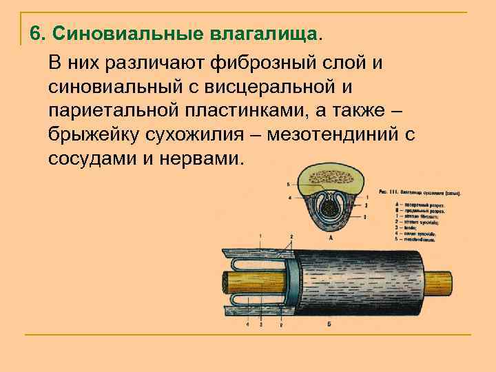 6. Синовиальные влагалища. В них различают фиброзный слой и синовиальный с висцеральной и париетальной