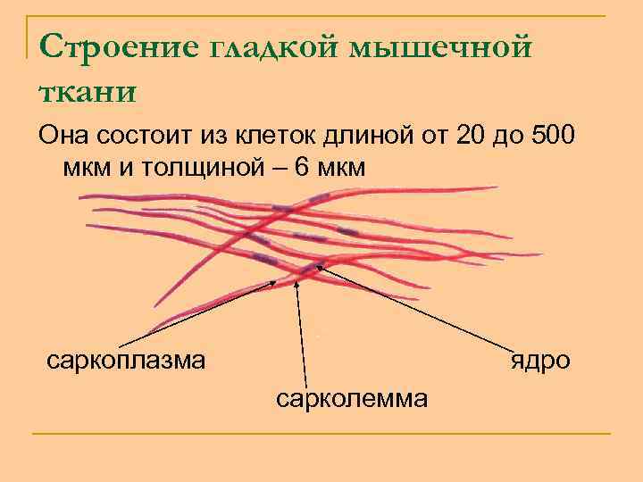 Строение гладкой мышечной ткани Она состоит из клеток длиной от 20 до 500 мкм