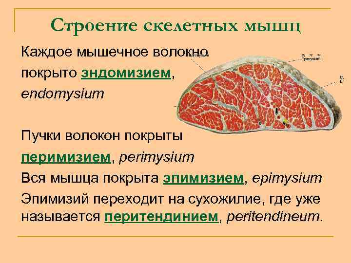 Строение скелетных мышц Каждое мышечное волокно покрыто эндомизием, endomysium Пучки волокон покрыты перимизием, perimysium