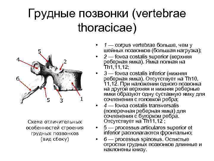 Грудные позвонки (vertebrae thoracicae) • 5 4 • 2 • 6 5 3 1