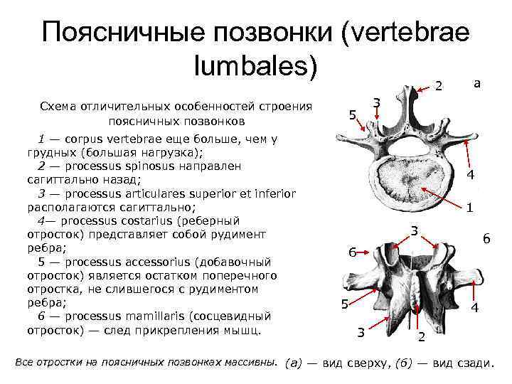 Поясничные позвонки (vertebrae lumbales) а 2 Схема отличительных особенностей строения поясничных позвонков 1 —
