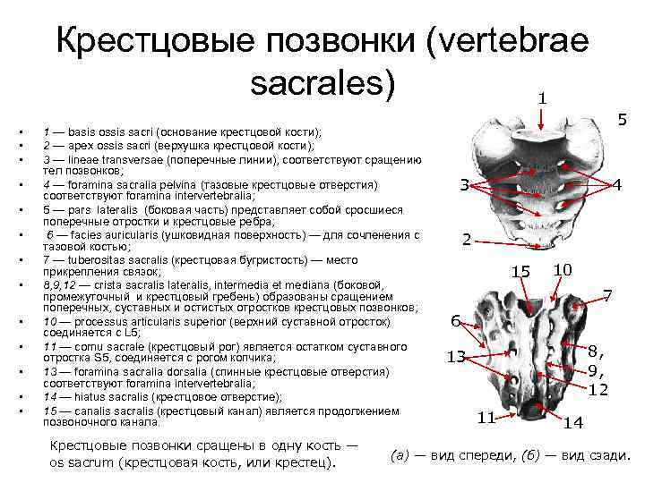 Крестцовые позвонки (vertebrae sacrales) 1 • • • • 1 — basis ossis sacri