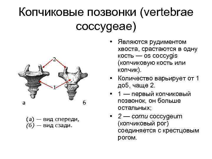 Копчиковые позвонки (vertebrae coccygeae) 2 1 а б (а) — вид спереди, (б) —