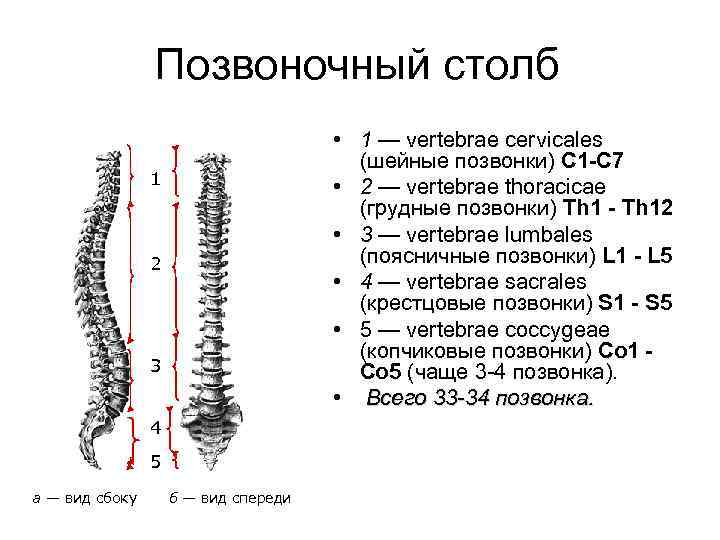 Позвоночный столб • 1 — vertebrae cervicales (шейные позвонки) C 1 -С 7 •