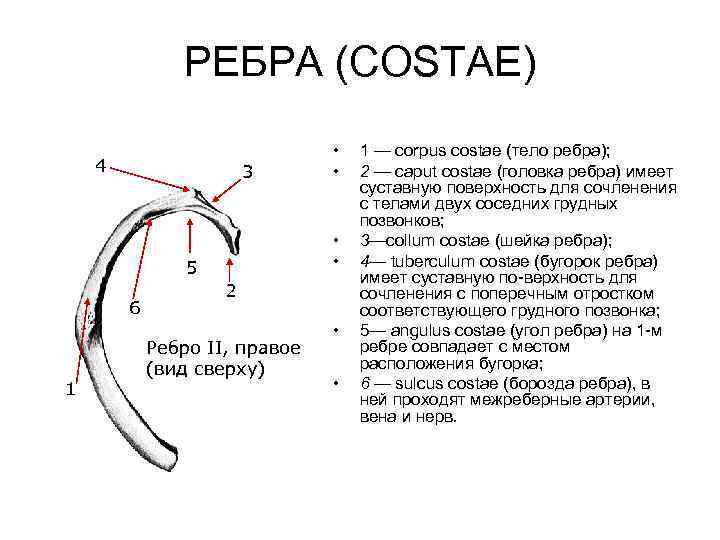 Угол ребра. Ребра costae. Головка ребра. Борозда ребра. Суставная поверхность головки ребра.