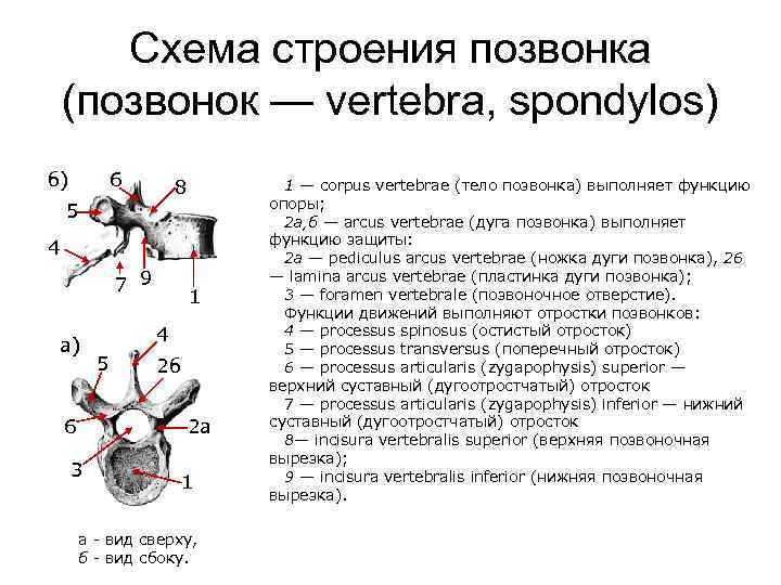 Схема строения позвонка (позвонок — vertebra, spondylos) б) 6 8 5 4 7 9