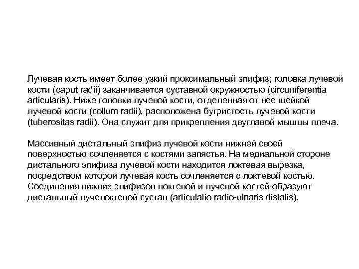 Лучевая кость имеет более узкий проксимальный эпифиз; головка лучевой кости (caput radii) заканчивается суставной