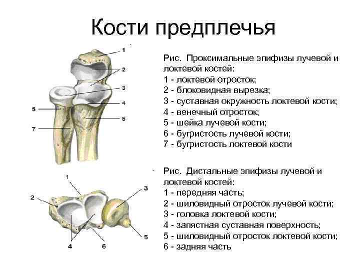 Эпифиз лучевой