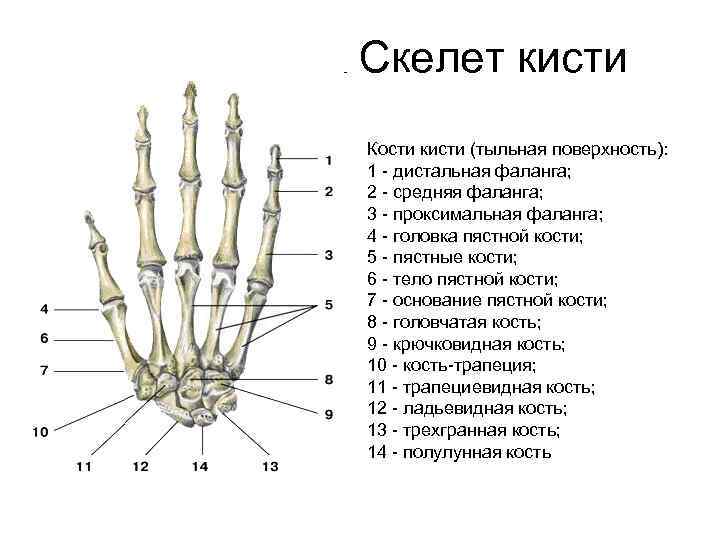 Фаланги пальца тип соединения. Строение пястной кости кисти. Строение пястных костей кисти. Строение костей фаланг пальцев кисти. Пястная кость кисти строение.