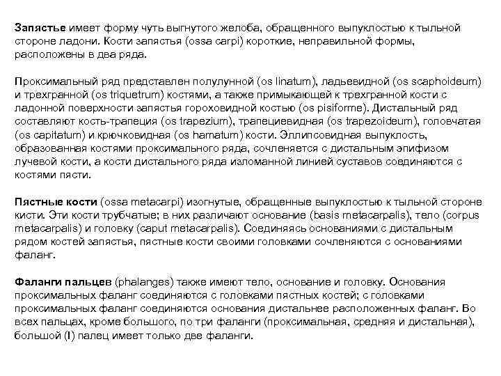 Запястье имеет форму чуть выгнутого желоба, обращенного выпуклостью к тыльной стороне ладони. Кости запястья