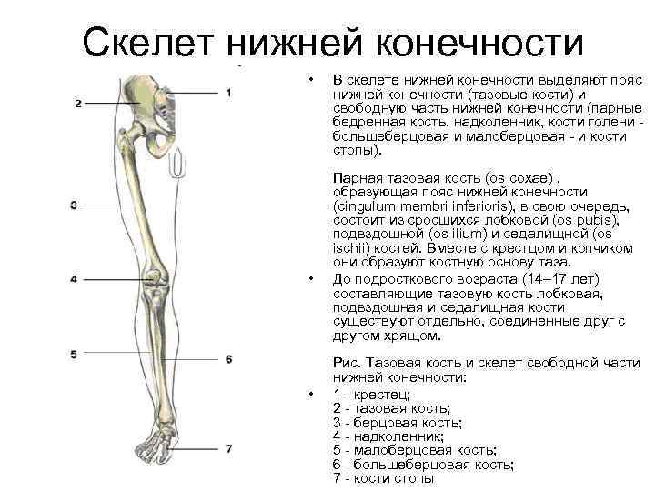 Скелет нижних конечностей человека кости. Отделы скелета нижней конечности. Кости пояса нижних конечностей тазовая кость.