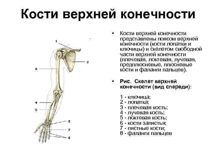 Скелет конечностей включает