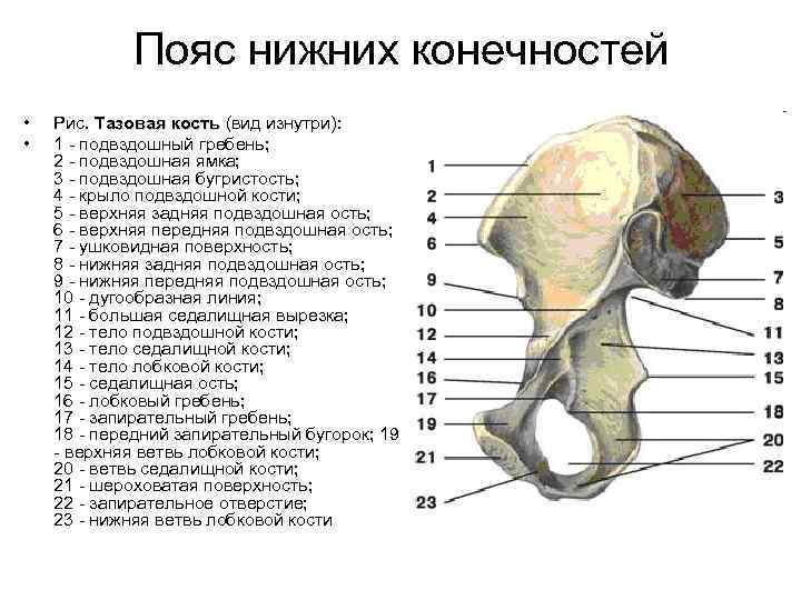 Подвздошная кость скелет