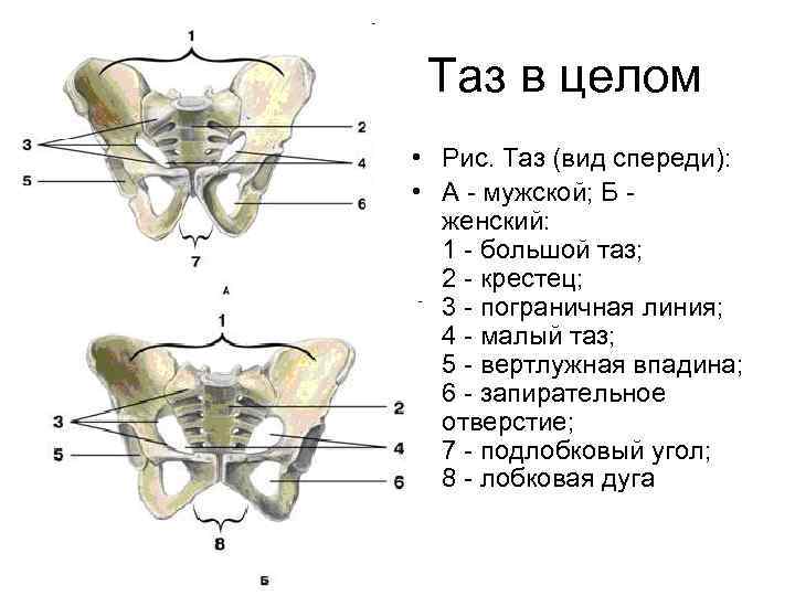 Тазовые кости скелета человека. Большой малый таз строение анатомия. Кости таза соединены спереди. Таз в целом анатомия строение. Анатомия таза мужчины спереди.