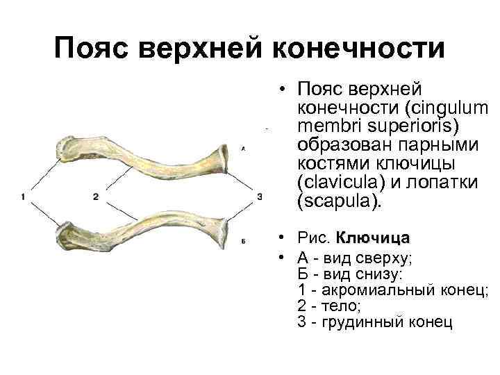Выбери кости пояса верхней конечности. Пояс верхних конечностей. Пояс верхних конечностей ключица. Строение ключицы человека.