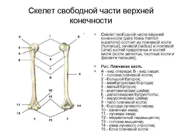 Скелет свободной части верхней конечности • Скелет свободной части верхней конечности (pars libera membri