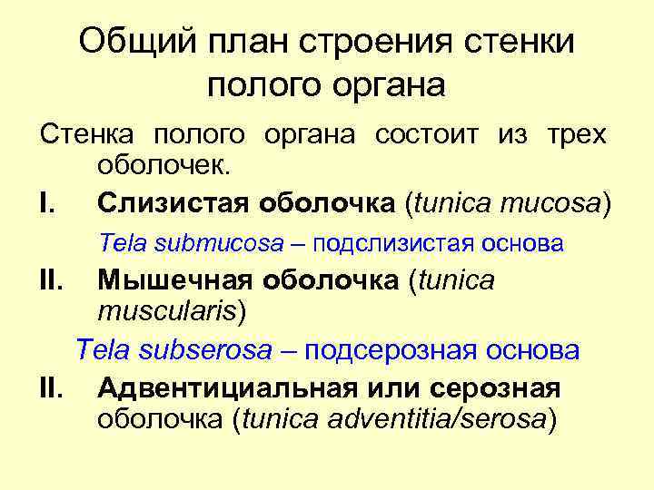 Общий план строения стенки полого органа Стенка полого органа состоит из трех оболочек. I.