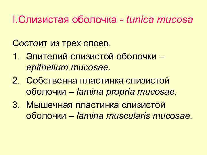 I. Слизистая оболочка - tunica mucosa Состоит из трех слоев. 1. Эпителий слизистой оболочки