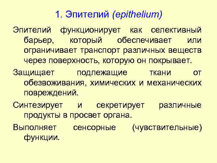 1. Эпителий (epithelium) Эпителий функционирует как селективный барьер, который обеспечивает или ограничивает транспорт различных